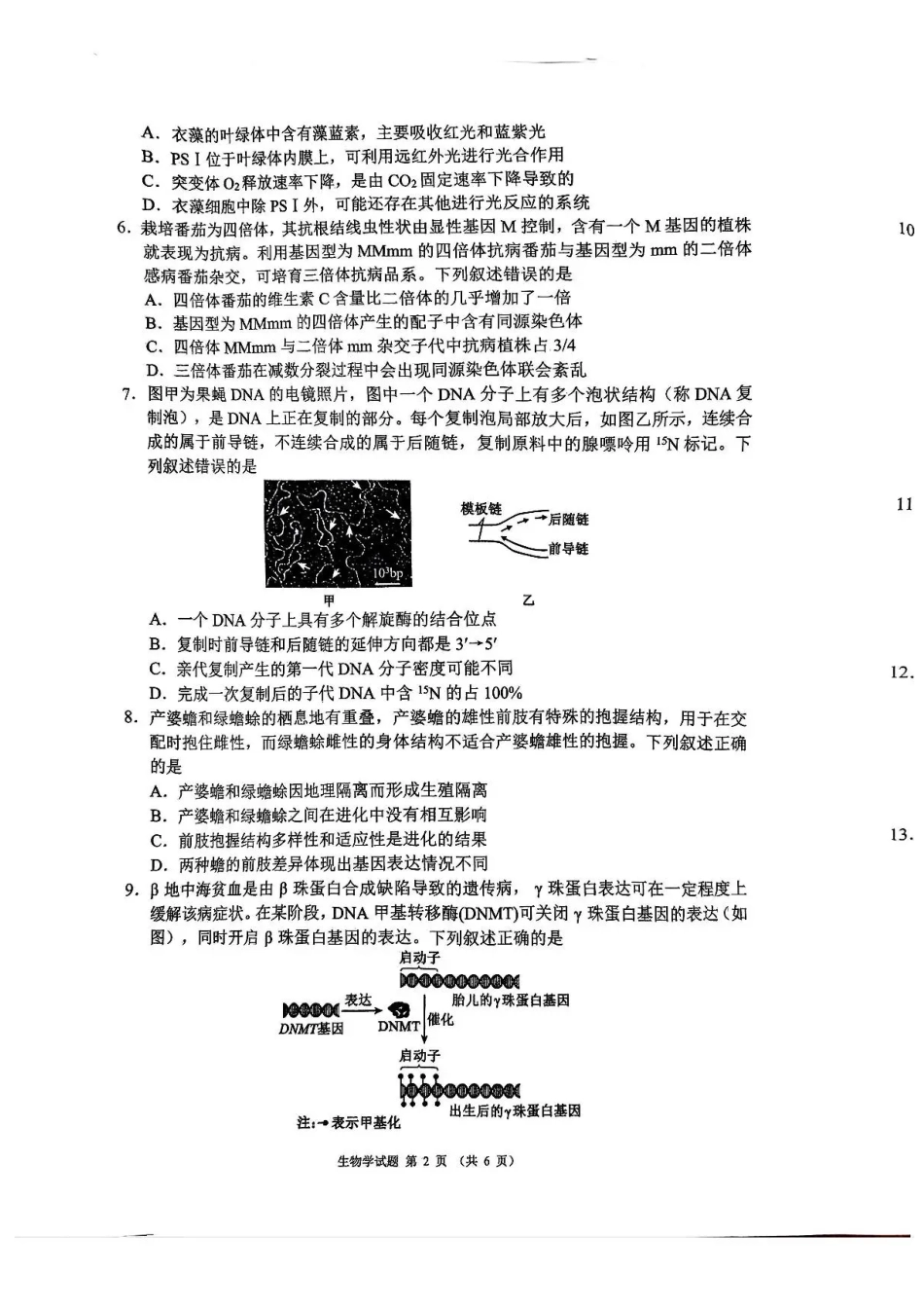 四川省成都市蓉城名校联盟2026接高三上学期第一次联合诊断性考试生物试卷（含答案）.pdf_第2页