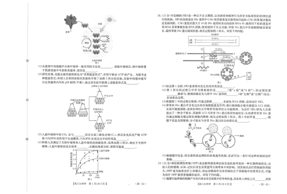 江西省2026届高三上学期11月联考（JX）生物.pdf_第3页