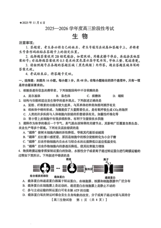 三门峡市2025—2026学年度高三阶段性考试生物.pdf