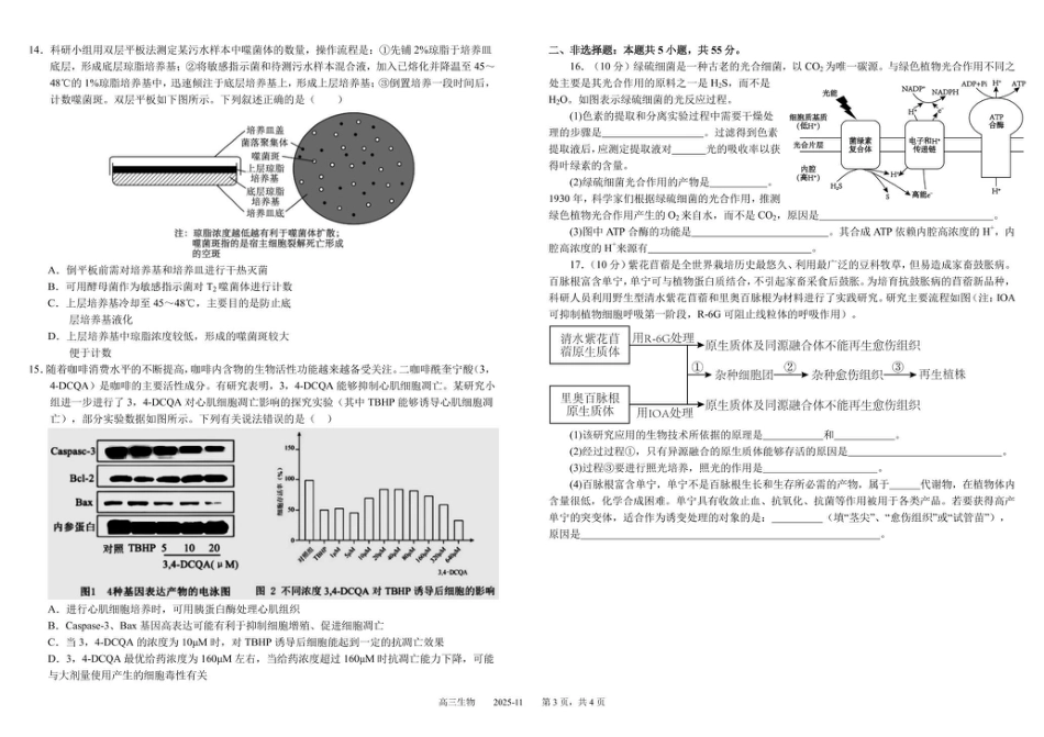 树德中学高2023级高三上学期11月阶段测试生物.pdf_第3页