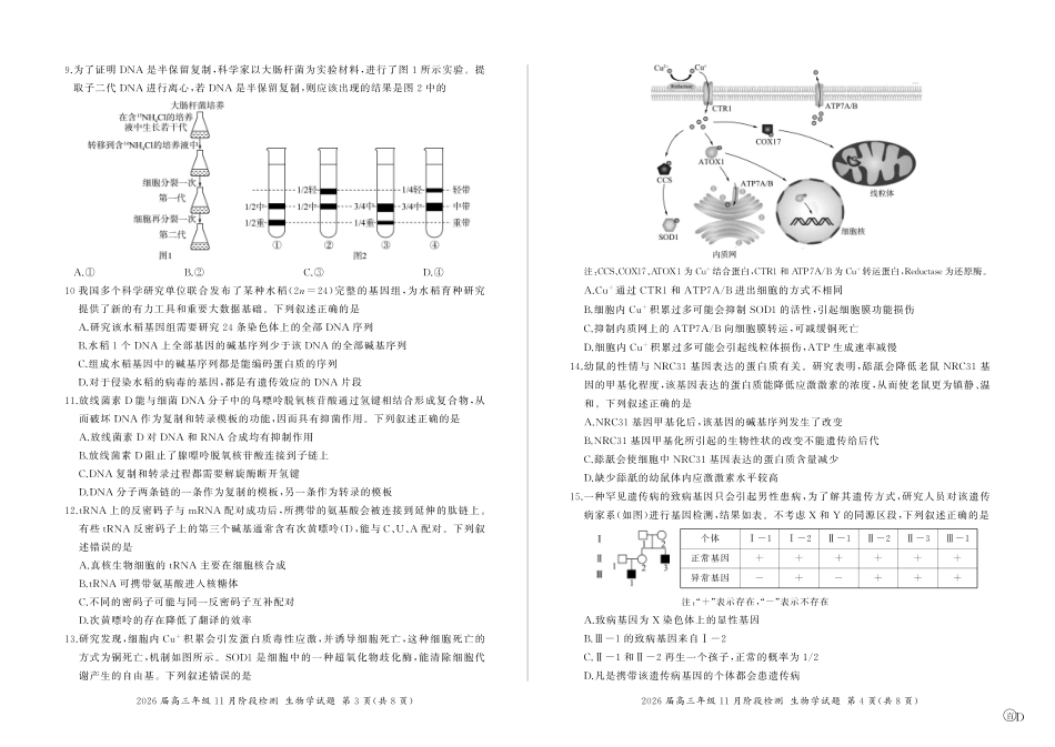 四川省百师联盟2026届高三年级11月阶段检测生物.pdf_第2页