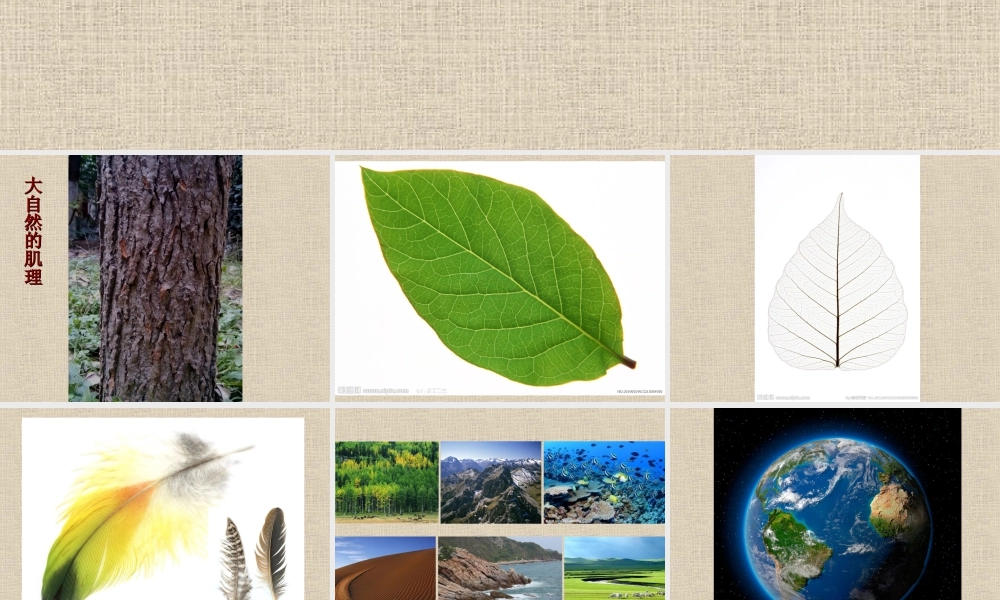 二年级上册美术课件－10.感觉肌理 ｜苏少版 (共16张PPT).ppt