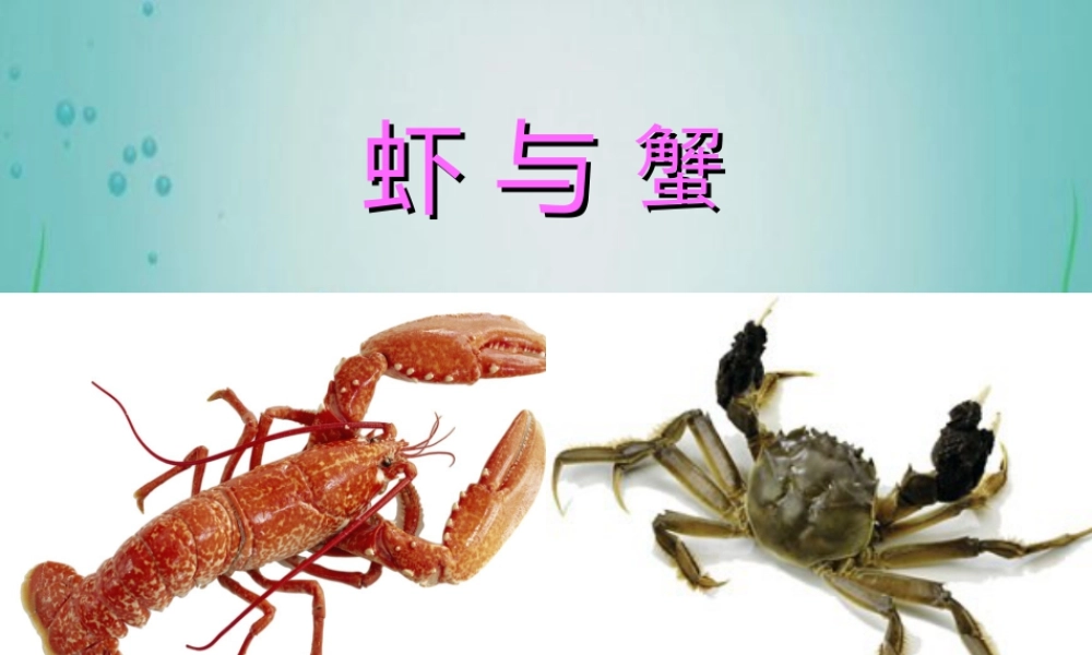 二年级上册美术课件－14.虾和蟹（二） ｜苏少版 (共14张PPT).ppt