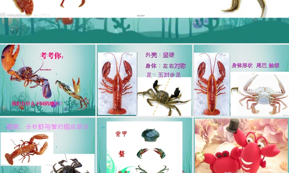 二年级上册美术课件－14.虾和蟹（二） ｜苏少版 (共14张PPT).ppt