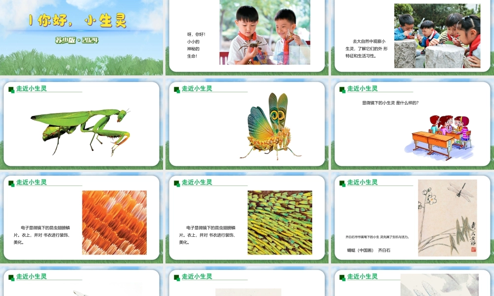 2026年苏少版二年级上册美术课件-你好，小生灵（课件）.pptx