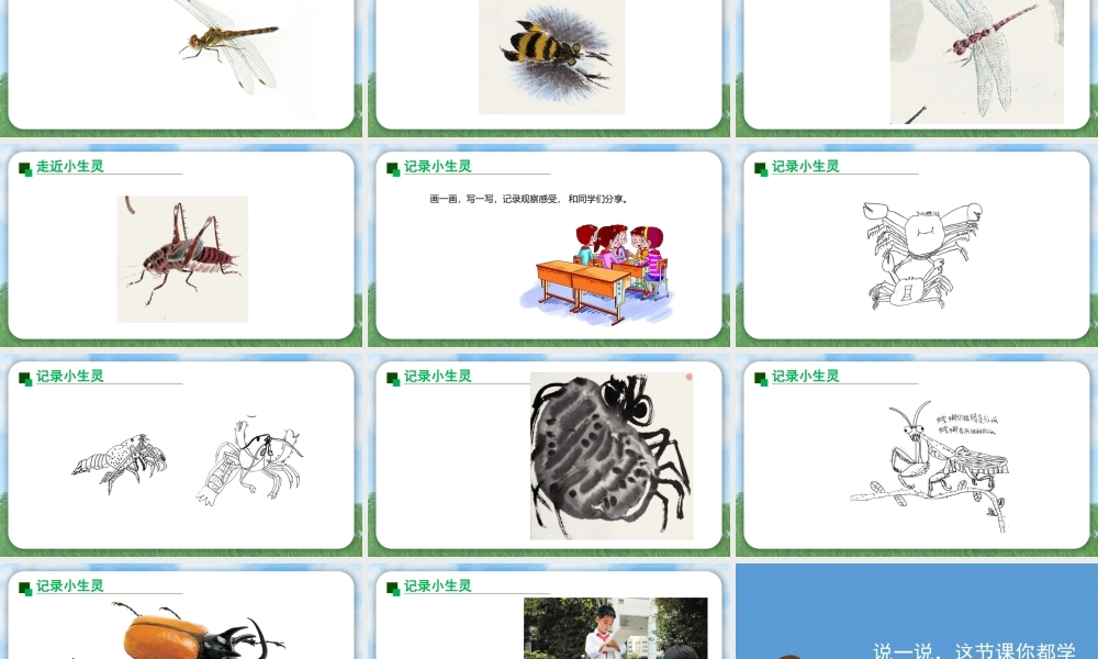 2026年苏少版二年级上册美术课件-你好，小生灵（课件）.pptx