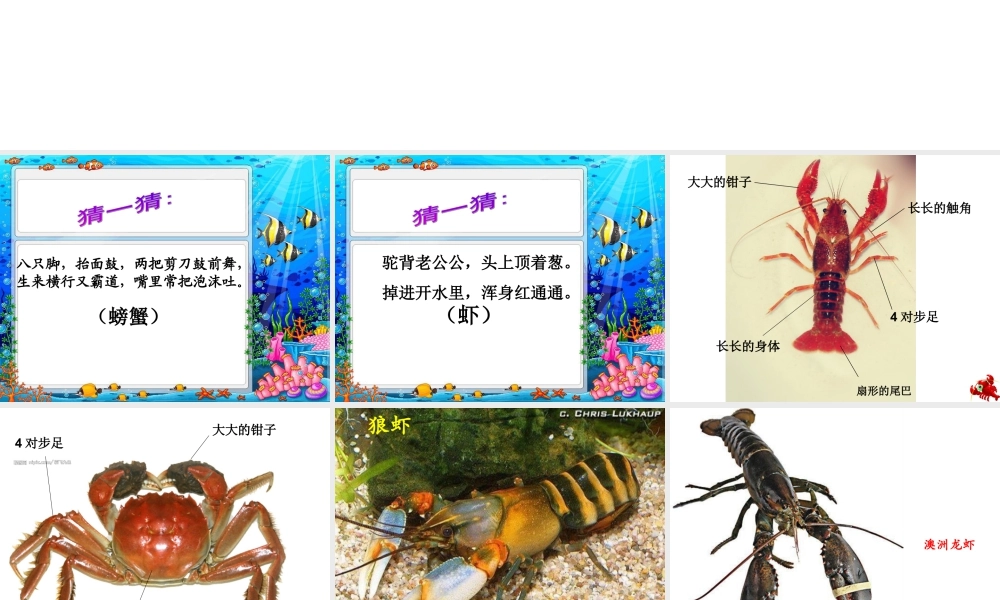 二年级上册美术课件－13.虾和蟹（一） ｜苏少版 (共42张PPT).ppt