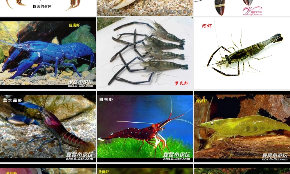 二年级上册美术课件－13.虾和蟹（一） ｜苏少版 (共42张PPT).ppt