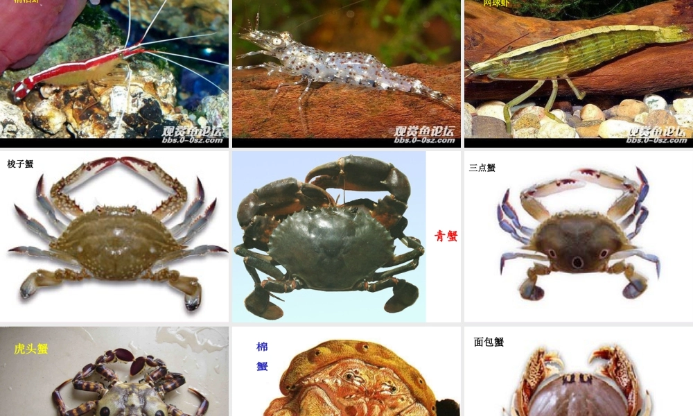 二年级上册美术课件－13.虾和蟹（一） ｜苏少版 (共42张PPT).ppt