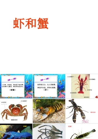 二年级上册美术课件－13.虾和蟹（一） ｜苏少版 (共42张PPT).ppt