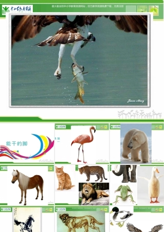 苏教小学美术六下《第3课能干的脚》PPT课件 (1).ppt