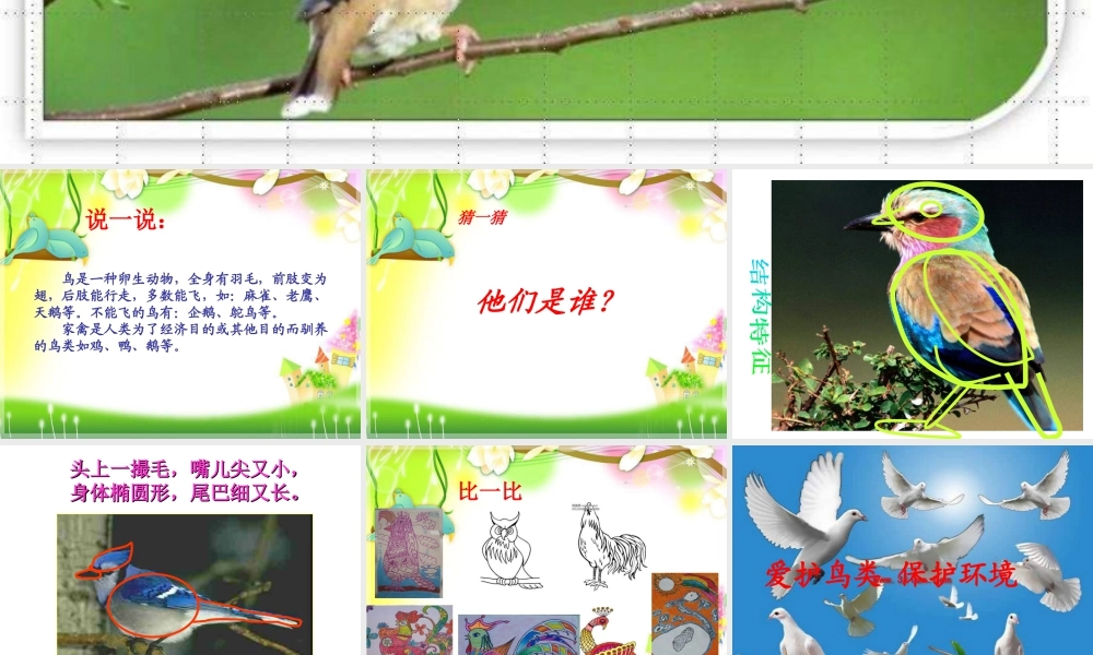 苏教小学美术四下《第6课鸟和家禽》PPT课件 (1).ppt