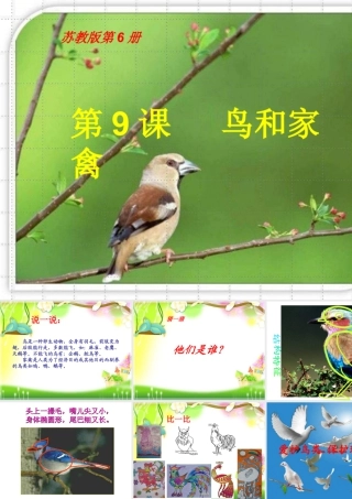苏教小学美术四下《第6课鸟和家禽》PPT课件 (1).ppt