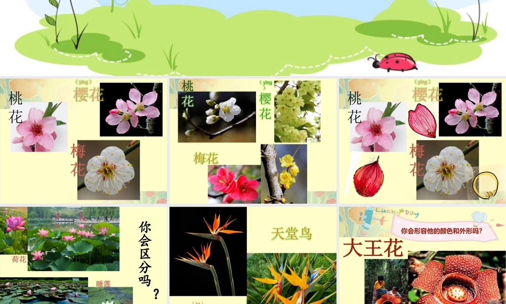 第6课 花儿朵朵 （课件）-美术二年级下册.pptx