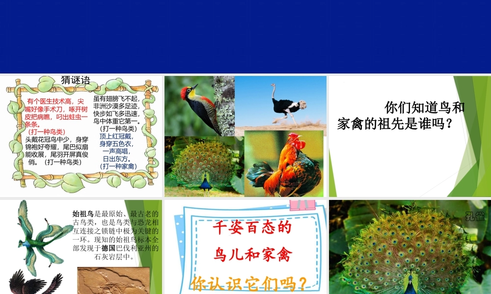 第6课 鸟和家禽（课件） 苏少版美术四年级下册.pptx