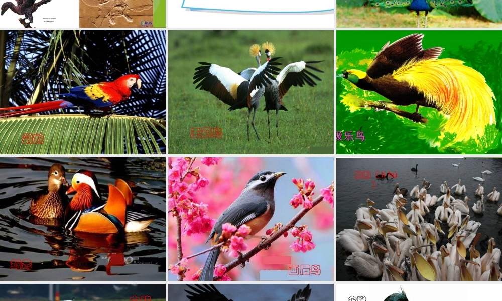 第6课 鸟和家禽（课件） 苏少版美术四年级下册.pptx