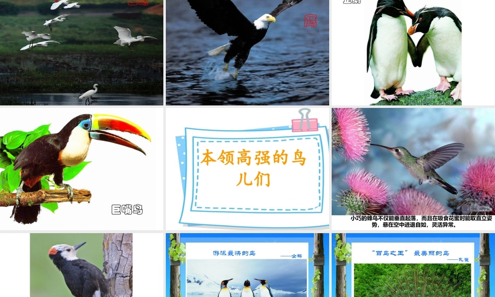 第6课 鸟和家禽（课件） 苏少版美术四年级下册.pptx