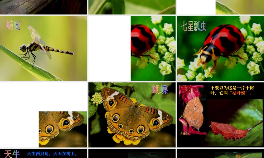 虫虫虫（二）（课件）-美术二年级下册 .pptx