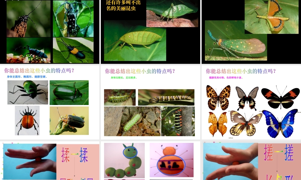 虫虫虫（二）（课件）-美术二年级下册 .pptx