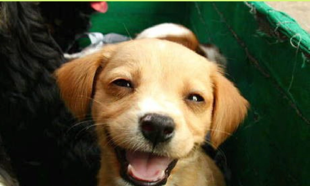 第4课 动物朋友（一）（课件）苏少版美术二年级下册 .pptx