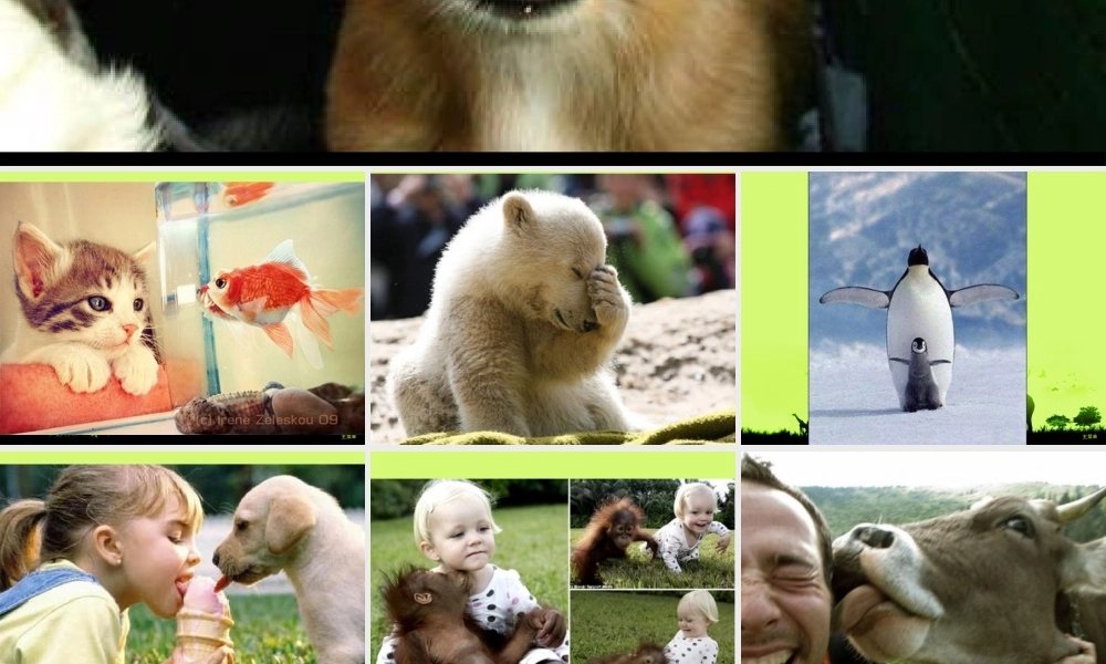 第4课 动物朋友（一）（课件）苏少版美术二年级下册 .pptx