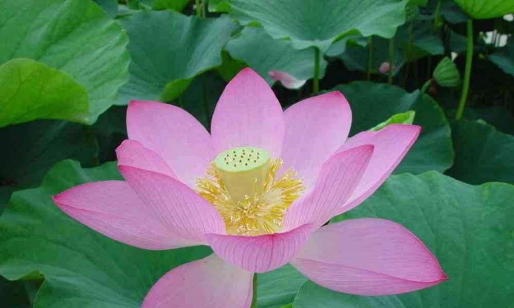 第13课 会变的花、树、叶（课件）苏少版美术二年级下册.pptx