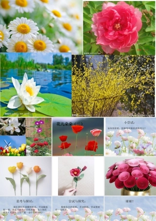 花儿朵朵（二）（课件）-美术二年级下册 .pptx