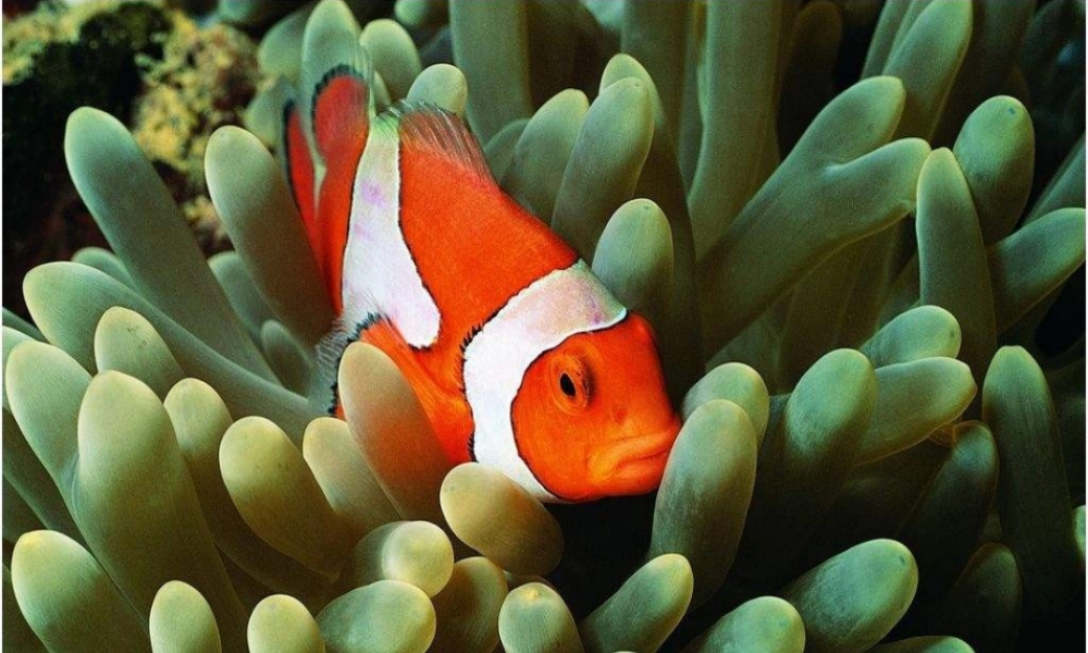 苏教小学美术四上《第8课做做海洋生物》PPT课件.ppt