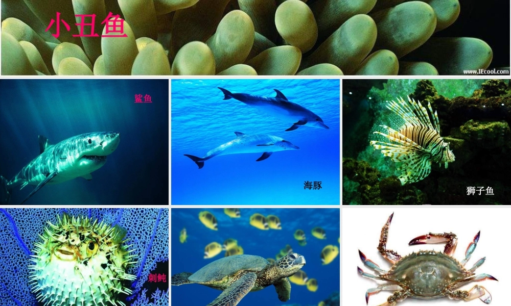 苏教小学美术四上《第8课做做海洋生物》PPT课件.ppt