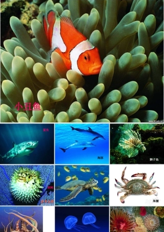 苏教小学美术四上《第8课做做海洋生物》PPT课件.ppt
