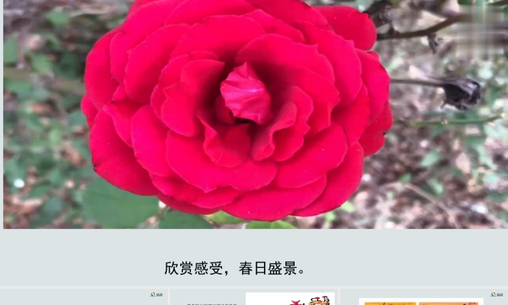 湘美版小学美术六年级下册-《发现美丽》精品课件新.pptx