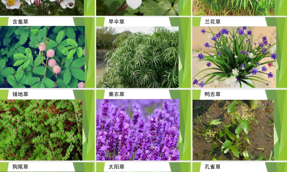 湘美版四年级美术上册-《草丛中》精品课件.ppt