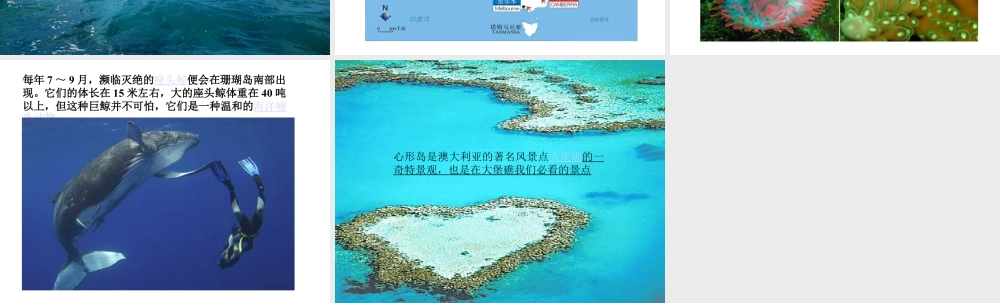 人美版美术六年级下册课件-澳大利亚的大堡礁.ppt