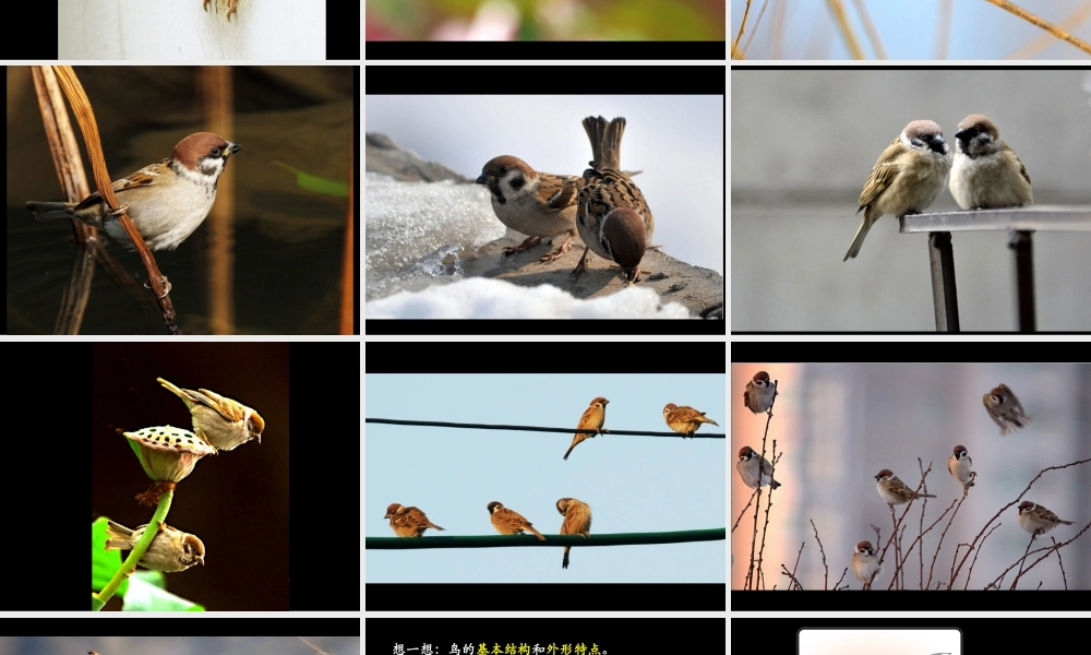 人美版小学五年级下册美术课件-第14课_花鸟画(二).pptx