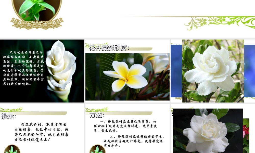 《镜头里的花》课件-人美版小学六年级上册.ppt