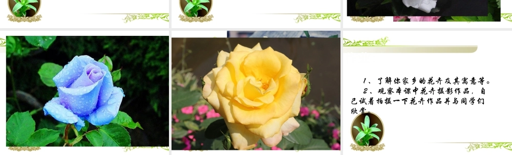 《镜头里的花》课件-人美版小学六年级上册.ppt