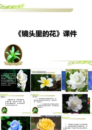 《镜头里的花》课件-人美版小学六年级上册.ppt