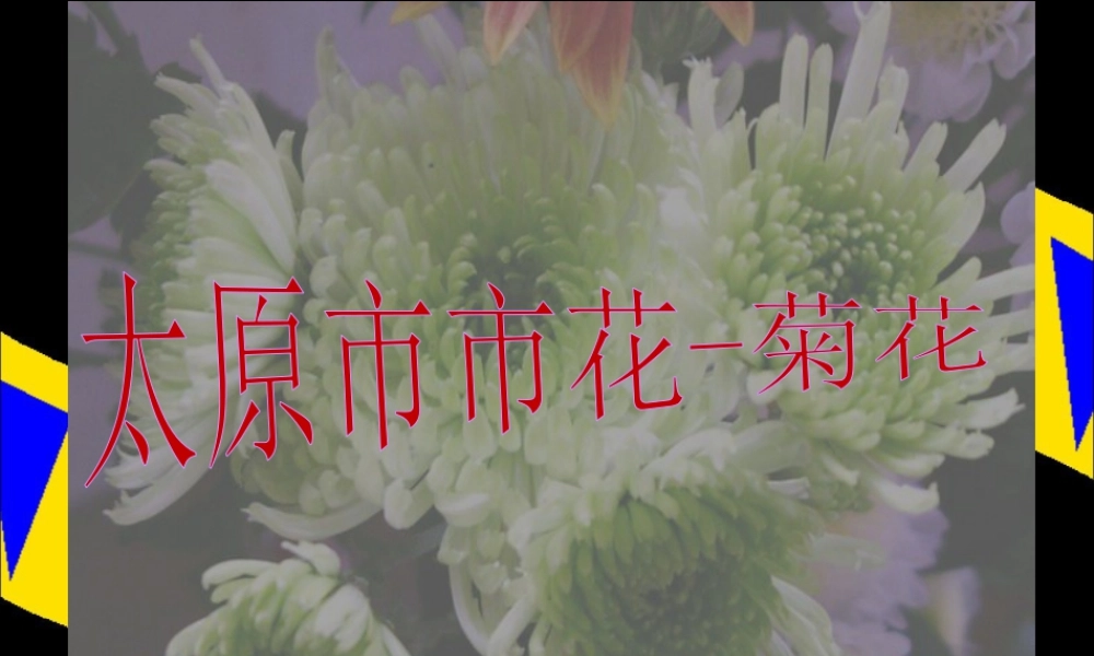 《太原市市花-菊花》课件-人美版小学美术三年级下册.ppt