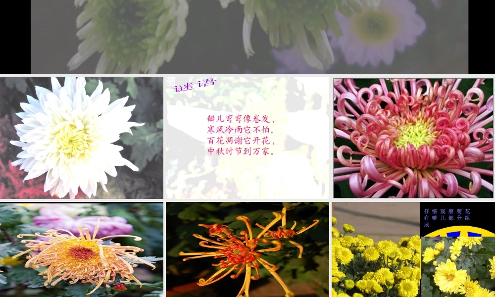 《太原市市花-菊花》课件-人美版小学美术三年级下册.ppt