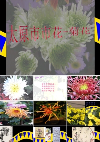 《太原市市花-菊花》课件-人美版小学美术三年级下册.ppt
