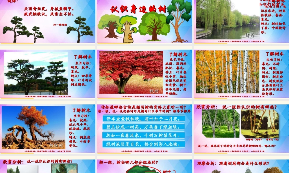 人美版美术二年级下册第三课《认识身边的树》课件.ppt