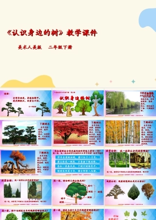 人美版美术二年级下册第三课《认识身边的树》课件.ppt