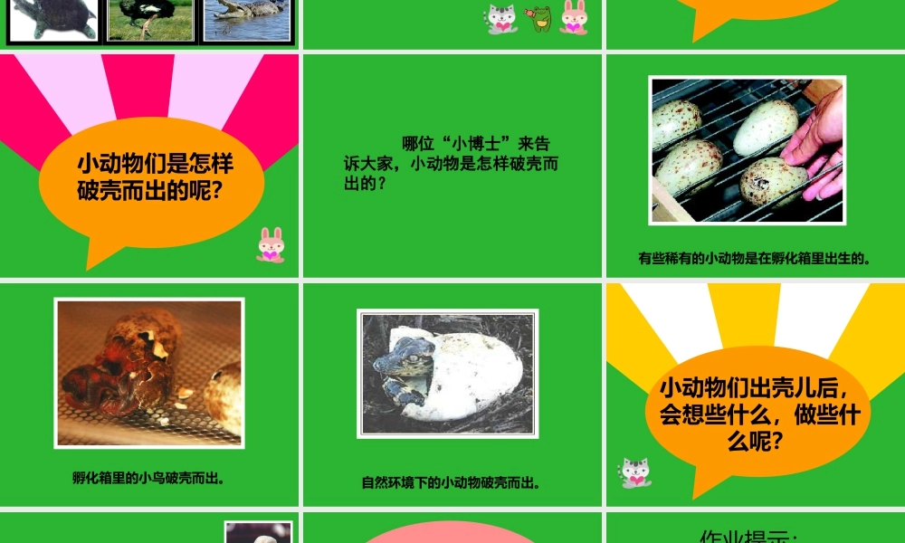 人美版美术一年级下册-《出壳了》课件2.ppt