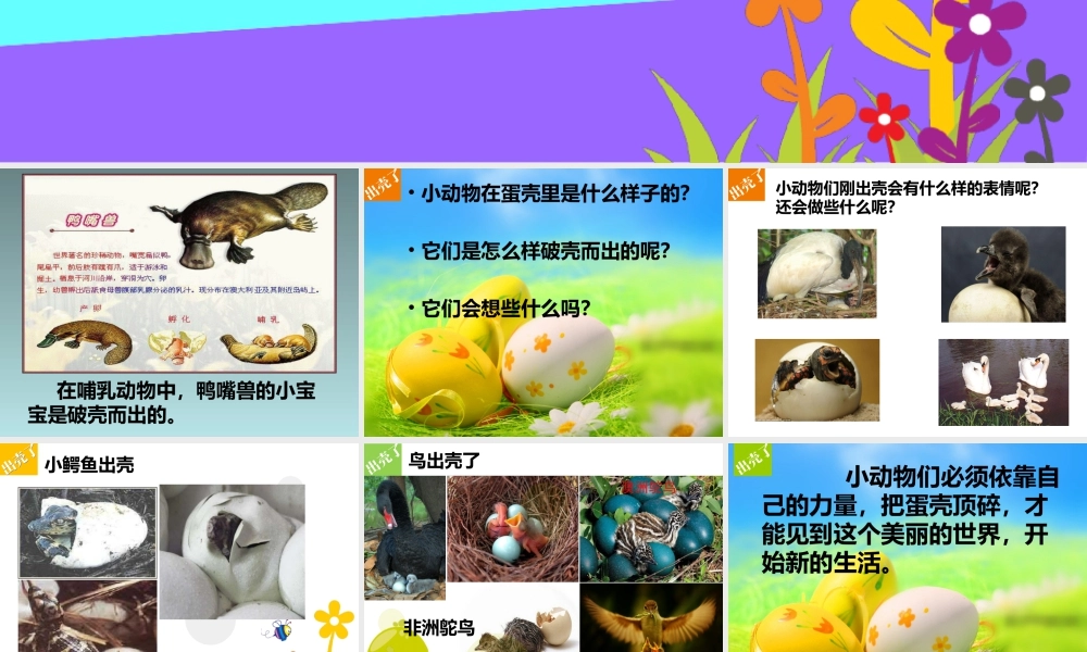 人美版美术一年级下册-《出壳了》课件3.ppt