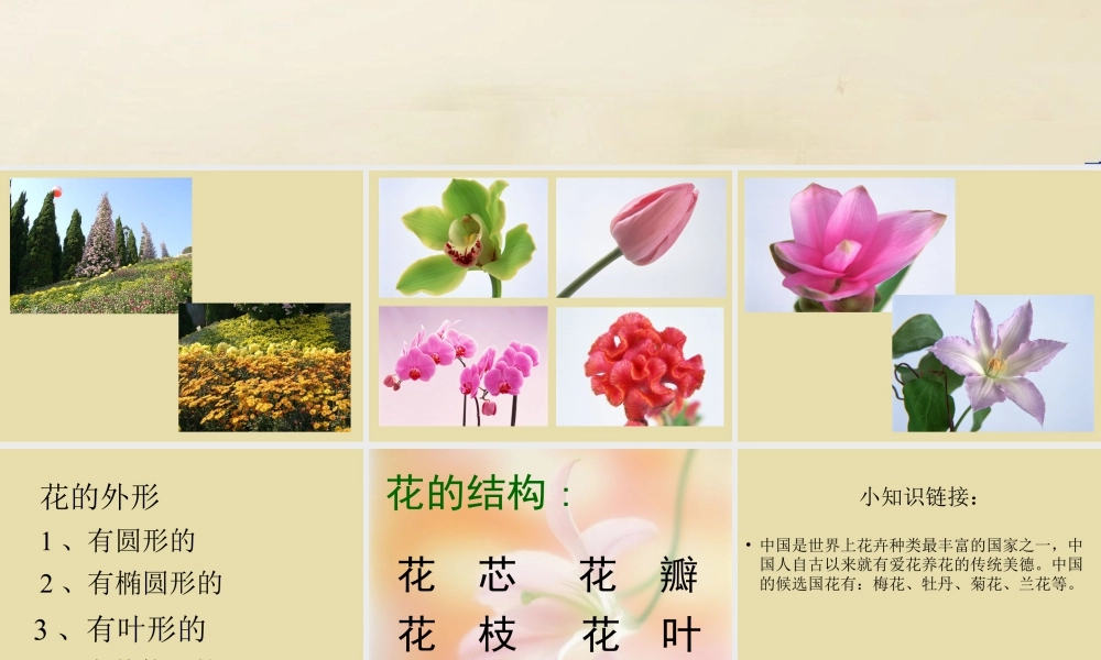 人美版美术一年级下册-《花的世界》课件2.ppt