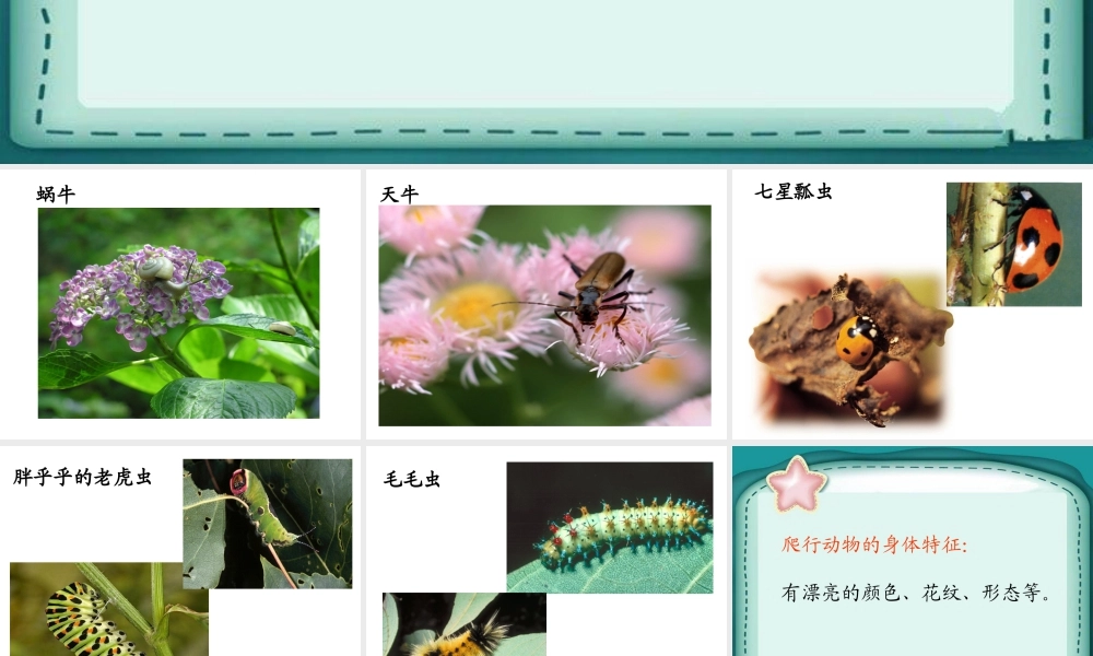 人美版美术一年级下册-《奇妙的爬行》课件3.ppt