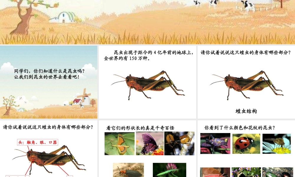 人美版美术一年级下册-《我和昆虫》课件1.ppt