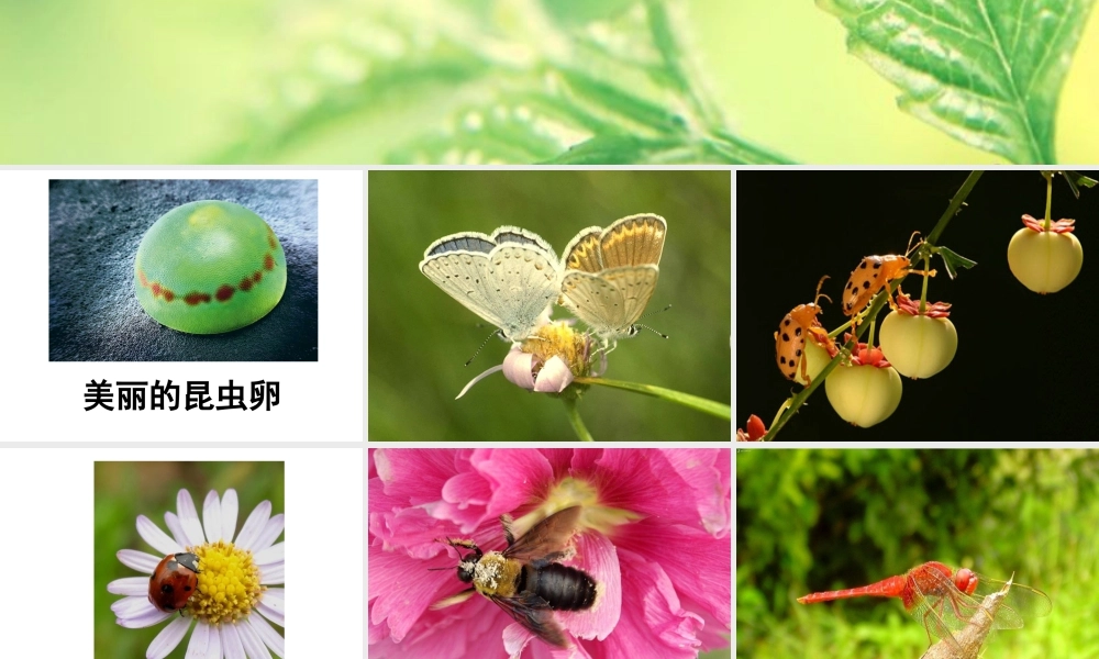 人美版美术一年级下册-《我和昆虫》课件2.ppt