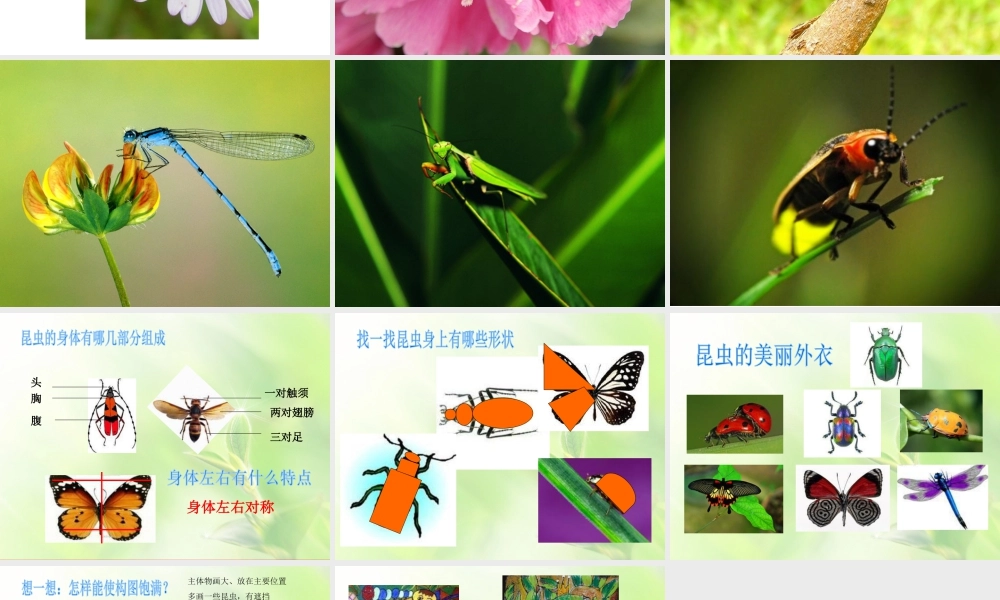人美版美术一年级下册-《我和昆虫》课件2.ppt