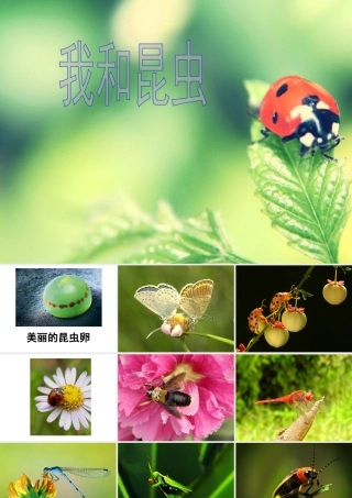 人美版美术一年级下册-《我和昆虫》课件2.ppt